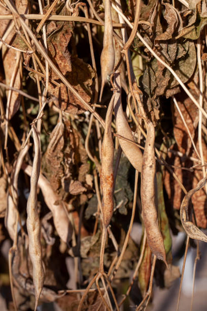 istock harvested beans while drying plants outdoors 1371688431