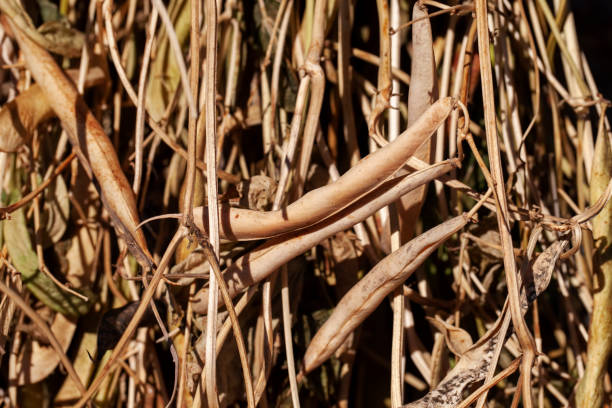 istock harvested beans while drying plants outdoors 1371688434