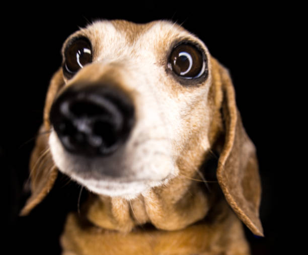 istock Funny Dachshund Dog 1371689511