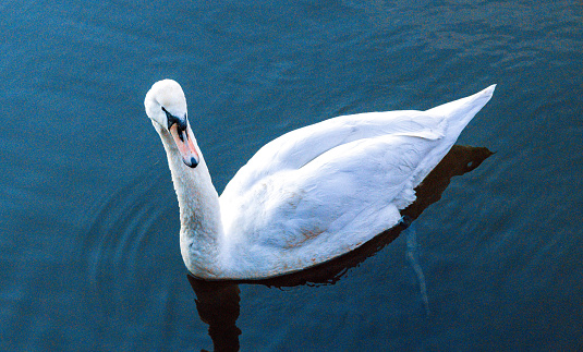 The Swan, one of the 'Queen's' birds. swimming around a large water source.