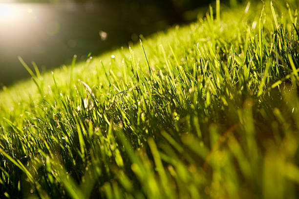 istock background of unreal nature 137169224