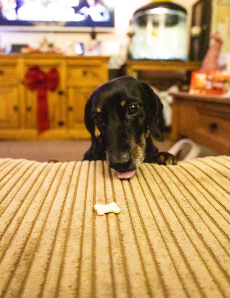 istock Dachshund Dog Treat 1371695277