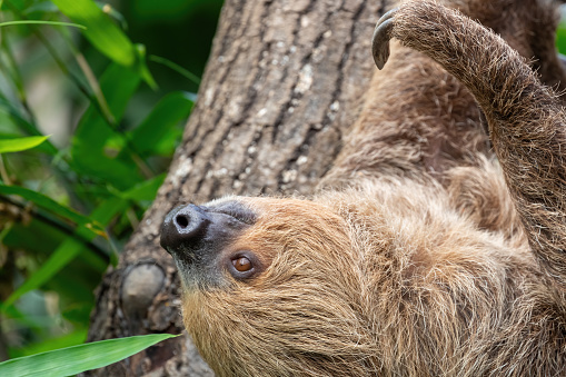 Two-toed sloth, Choloepus didactylus, hanging in a tree. This nocturnal and arboreal species is indigenous to South America.