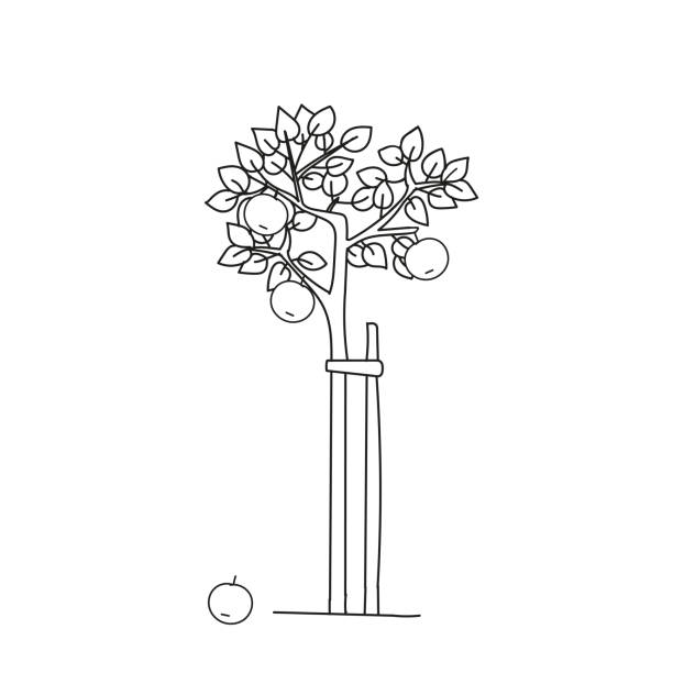 czarny kontur odręczny rysunek ilustracja wektorowa jabłoni wyizolowanej na białym tle - tree book apple apple tree stock illustrations