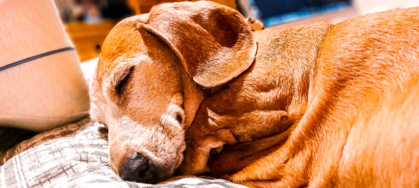 istock Lazy Dachshund Dog 1371696045