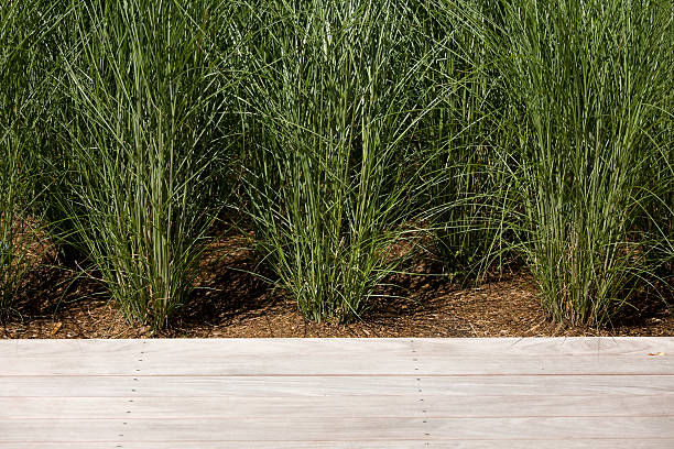 istock Tall grass and wooden plank bench 137169638