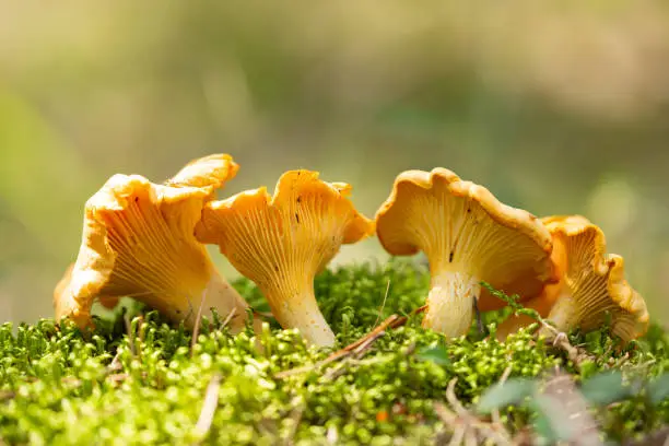 Photo of Edible mushrooms. Growing chanterelle mushrooms in a forest