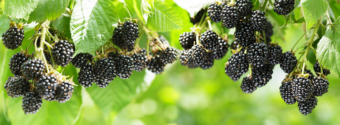 Branch of ripe blackberry in a garden on green background