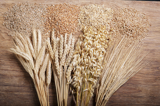 Espigas maduras de cereales y granos. Espigas de trigo, centeno, cebada y avena sobre fondo de madera photo
