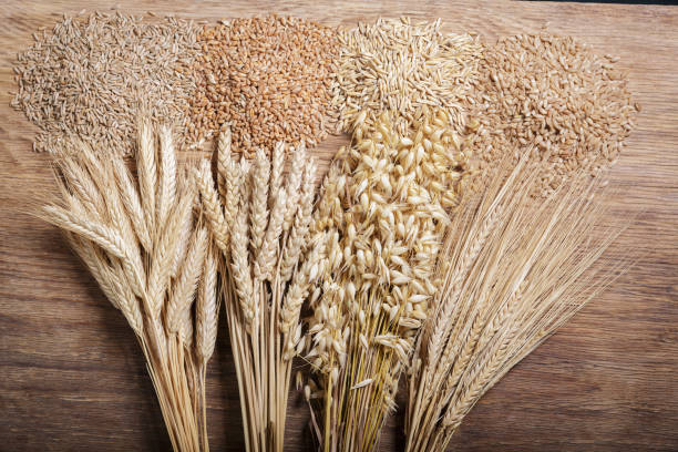 spighe mature di cereali e cereali. spighe di grano, segale, orzo e avena su fondo di legno - orzo foto e immagini stock