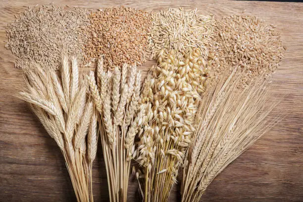 Photo of Ripe ears of cereals and grains. Wheat ears, rye, barley and oats on wooden background