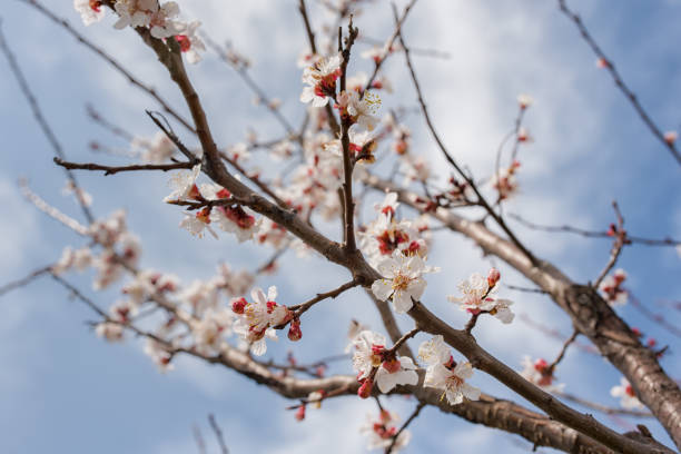 istock Pink Peach Flowers Blooming on Peach Tree 1371696864