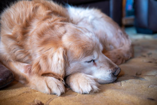 крупный план спящего старого золотистого ретривера красно-белого меха - golden retriever friendship white small стоковые фото и изображения