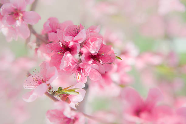 prunus mume