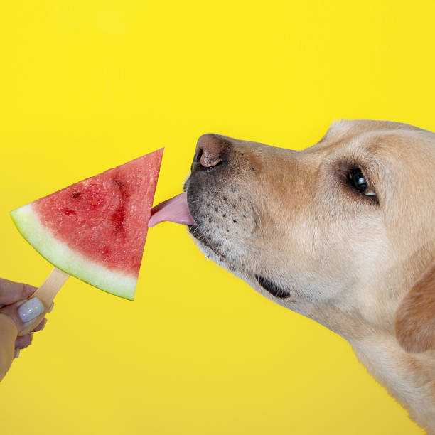 istock A dog on a yellow background licks a watermelon on a stick. 1371700491