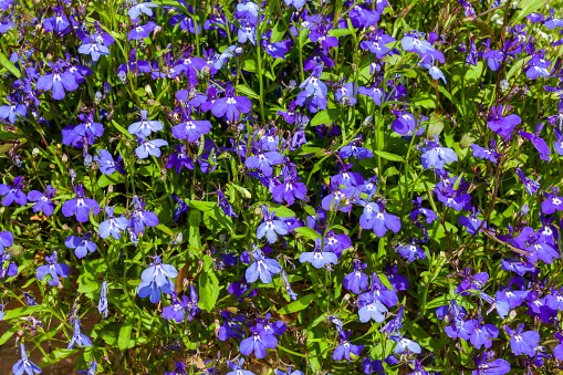 Lobelia erinus a summer autumn fall flowering plant with a blue purple summertime flower, stock photo image