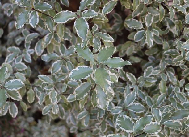 Pittosporum tenuifolium variegata in winter stock photo