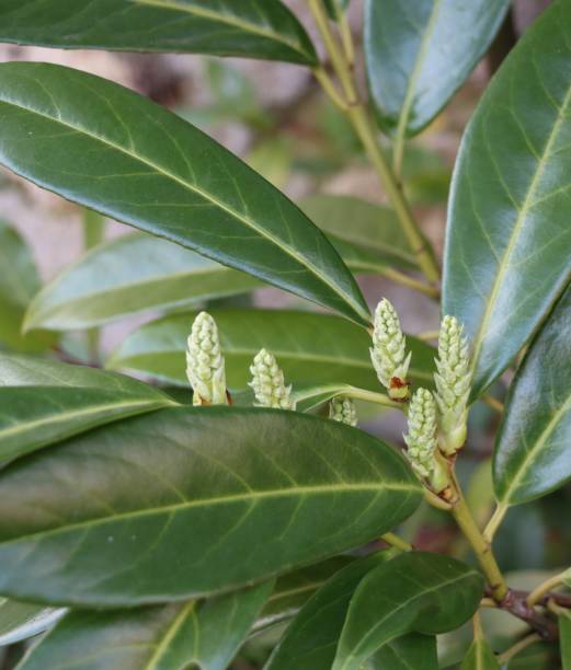 istock Laurel buds in winter 1371704382