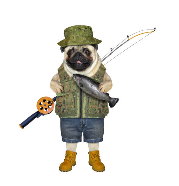 istock Dog pug fisherman holds caught fish 1371705425