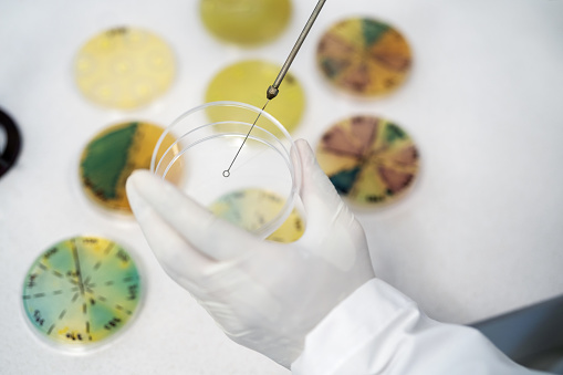 Close-up of a scientist dropping chemical liquid into petri dish using a pipette in a laboratory with cell development glass dishes on desk.