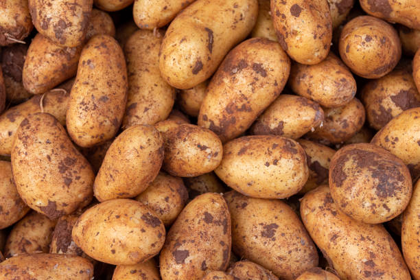 istock harvested potatoes with a view from above 1371707742