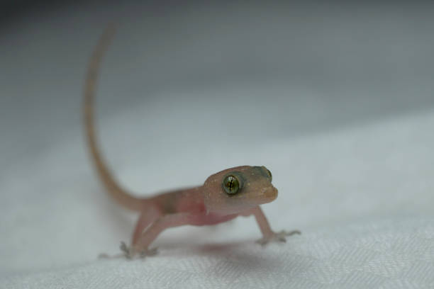 istock A tiny little gecko on a wall in maldives 1371708151