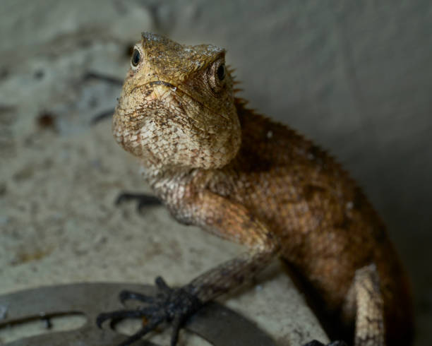 istock A lizard in the open on a maldivian island 1371708560