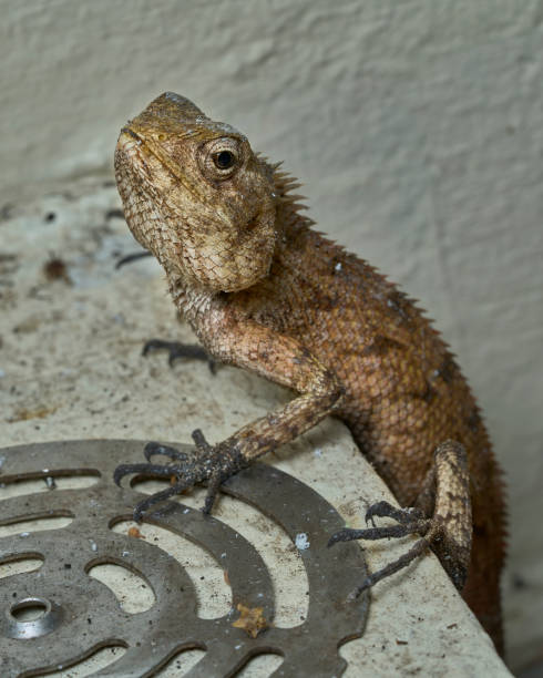 istock A lizard in the open on a maldivian island 1371709305