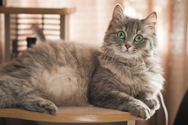 un chat sibérien moelleux se réchauffe sur une étagère 3518. - 3518 photos et images de collection