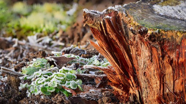 Concept of ecology, environment and sustainability. Nature at its best on a cold winter morning with frost on small plants and tree trunk.