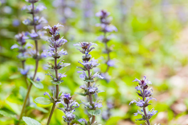 istock Blue Bugle Flowers With Green Background 1371712810