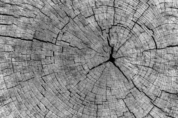 istock The root of an old cut tree with many cracks, a beautiful background for text 1371714165