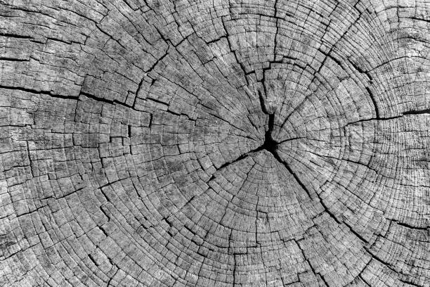 korzeń starego wyciętego drzewa z wieloma pęknięciami, piękne tło dla tekstu - dirt eroded nature abstract nature zdjęcia i obrazy z banku zdjęć