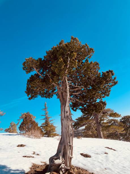 istock Tree pine in mountains snow winter on blue sky background 1371714177