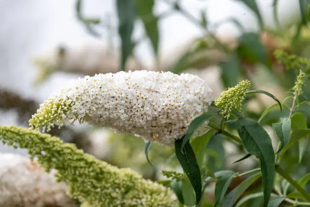 Close up of white flowers on a butterfly bush (buddleja davidii) shrub