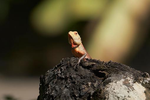 brown and blue bearded dragon on brown rock photo – Free India Image on  Unsplash