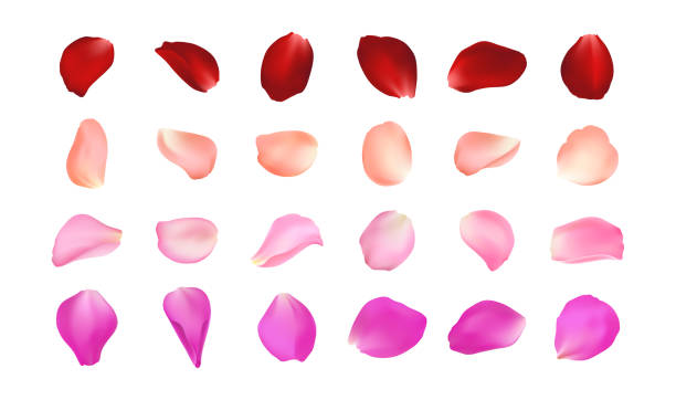 Set of vector realistic rose petals in different colors. Isolated red, pink, peach, burgundy volumetric petal on white background. Template for greeting romantic cards. Close-up. Set of vector realistic rose petals in different colors. Isolated red, pink, peach, burgundy volumetric petal on white background. Template for greeting romantic cards. Close-up rose petal stock illustrations