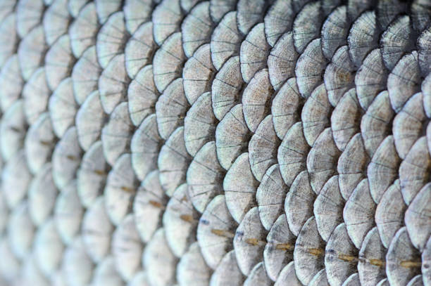 istock Real Fish Scales Macro Shot 1371716934