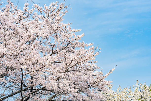 bella fioritura di ciliegio 'sakura' in primavera - vibrant color horizontal japan branch foto e immagini stock