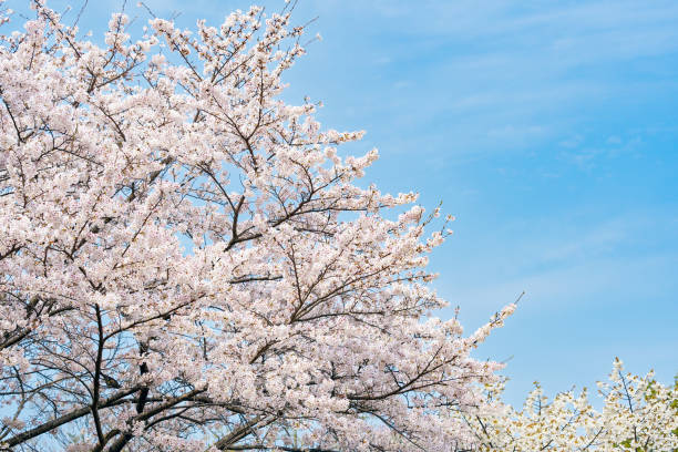красивый цвет вишни 'сакура' в весеннее время - vibrant color horizontal japan branch стоковые фото и изображения