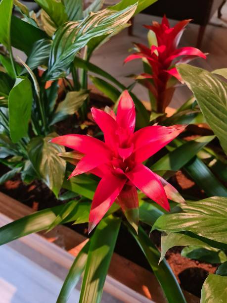 Blooming flower Blooming Red flower on the corner bromeliad photos stock pictures, royalty-free photos & images