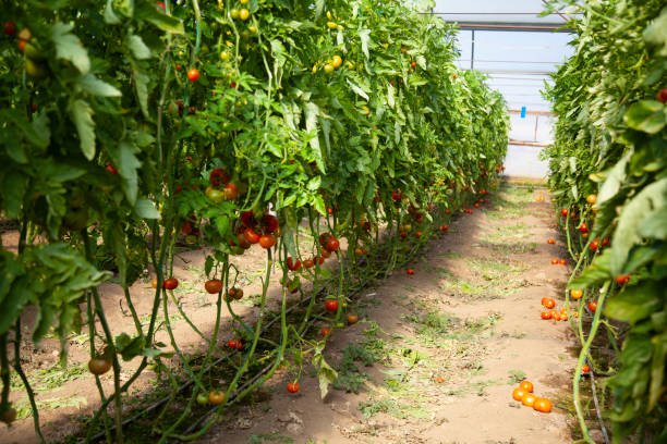 istock organic tomatoes on branch in greenhouse 1371718662