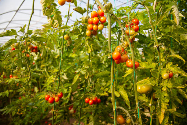 istock organic tomatoes on branch in greenhouse 1371718794