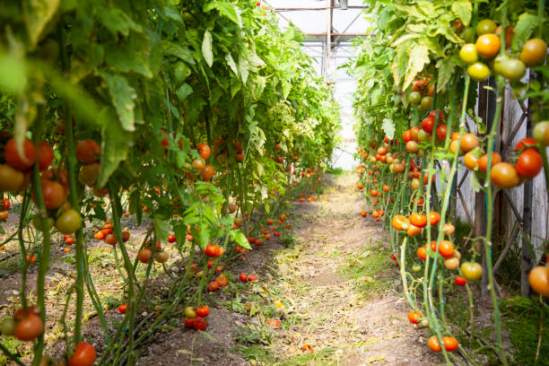 istock organic tomatoes on branch in greenhouse 1371718802
