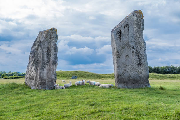 pecore all'avebury stone circle - stone circle foto e immagini stock