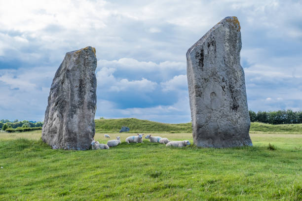 ovelhas em avebury stone circle - stone circle - fotografias e filmes do acervo