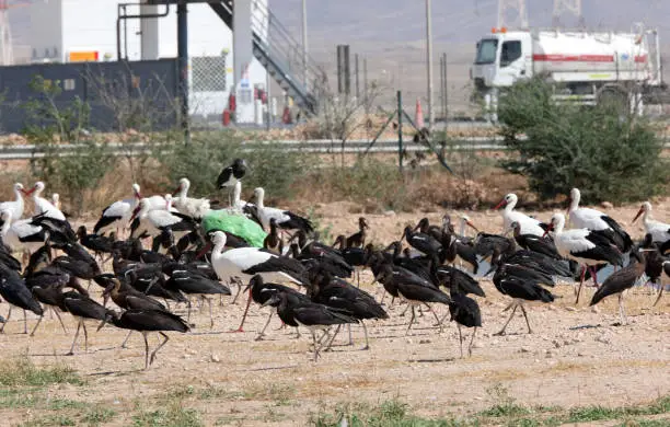 Abdim's Stork (Ciconia abdimii) and White Stork (Ciconia ciconia) gatherd on industrial site"n"nOman     December
