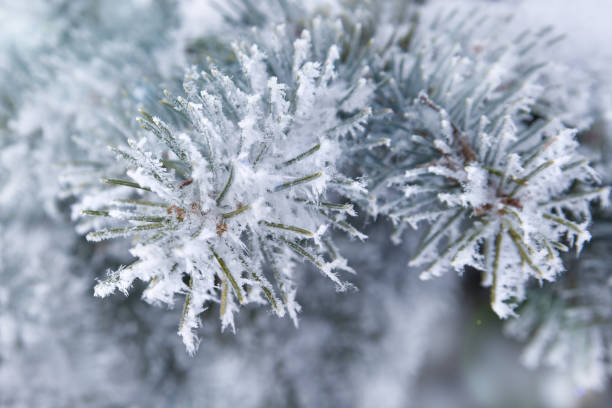 istock Fir branch in frost 1371722210