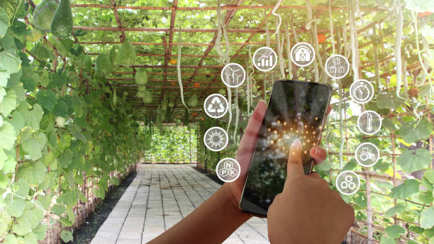 istock Smart technology concepts in vegetable garden plots 1371725319