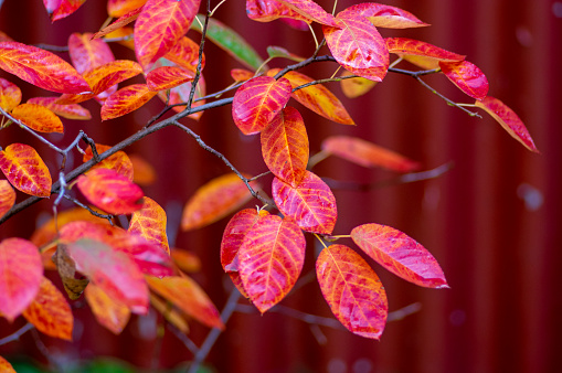 Vibrant autumn leaves caught in the light